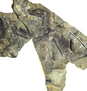 fossil-bat-dino
