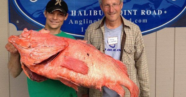 shortraker rockfish