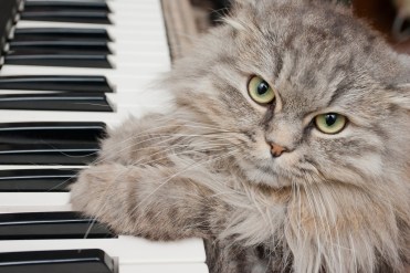 cats classical music