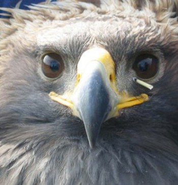 young-eagle-quill