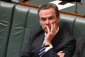 Pyne Budgie 9