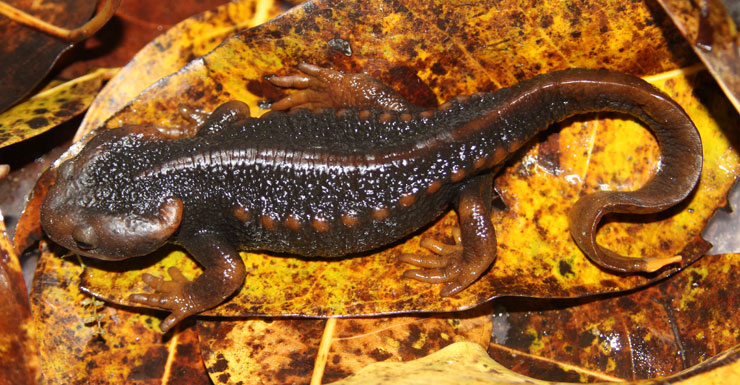 Crocodile-newt-28515-newdaily