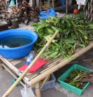 Orchids found at the Chatuchak Market in Bangkok are too precious to be publicly identified. Source: WWF