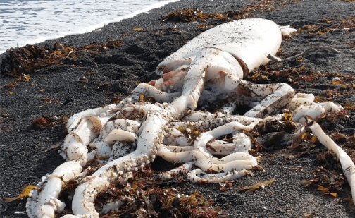 giant-squid