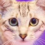 chatoyant