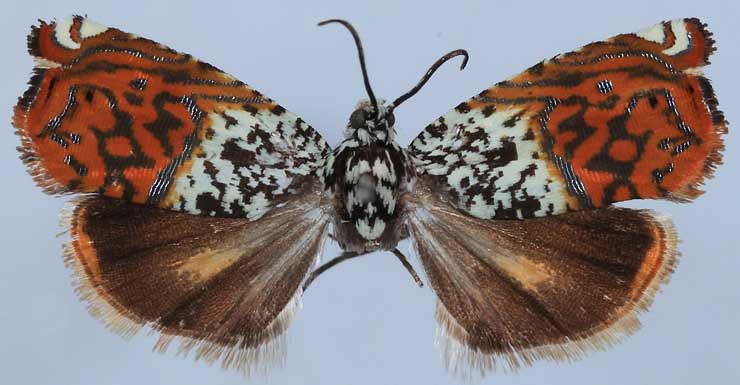 princess-moth-28515-newdaily