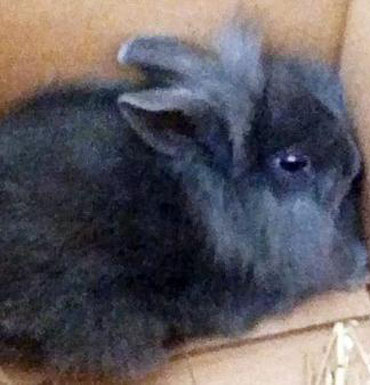 rabbit danish radio killed on air