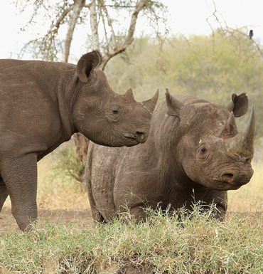 Rhino horn remains valuable and in demand.