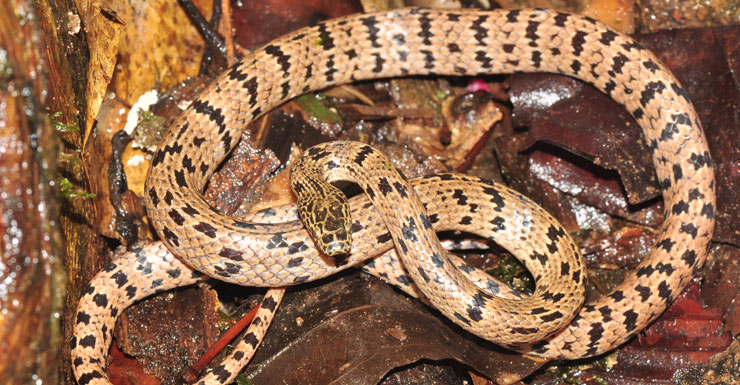 wolf-snake-28515-newdaily