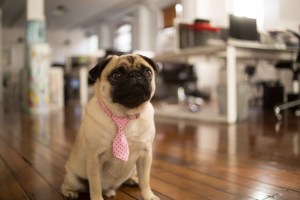 Meet Frank, one of the Stayz reviewers.