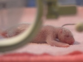 The pandas are part of a breeding program to boost their species' population. Source: AAP.