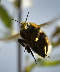 bee-getty