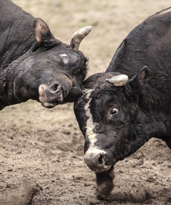 bull-getty