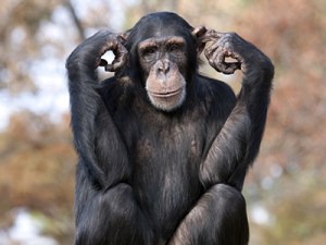chimp-300615-newdaily