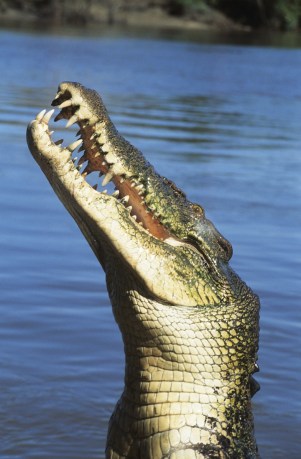 croc-2-230615-newdaily