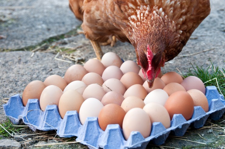 Higher meat prices have prompted people to turn to eggs as a cheaper source of protein. Photo: Supplied.