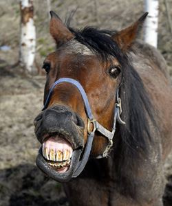 horse-getty