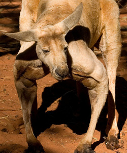 kangaroo