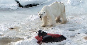 NORWAY-CLIMATE-POLAR-BEAR-DOLPHINS