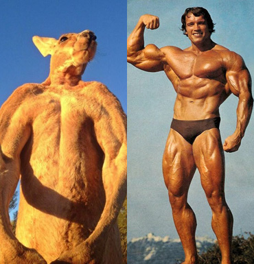 roo-vsarnold