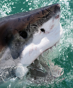 shark-getty