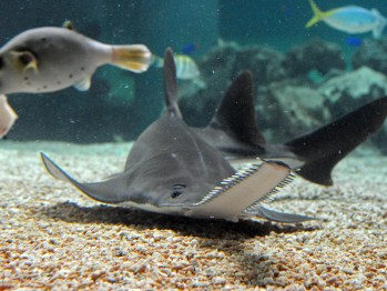 The small sawfish is critically endangered. Source: Getty.