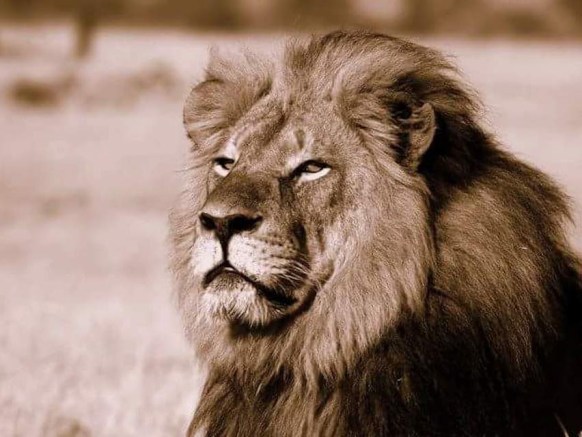 Cecil the Lion was shot dead outside a Zimbabwean national park in early July 2015. Photo: African Bush Camps