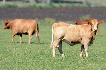 CATTLE BEEF STOCK