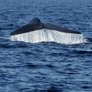 giant-whale-getty