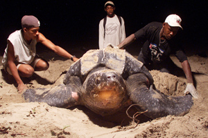 Getty leatherback turtle