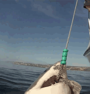 shark-jump-cut