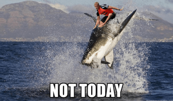 sharkmeme11