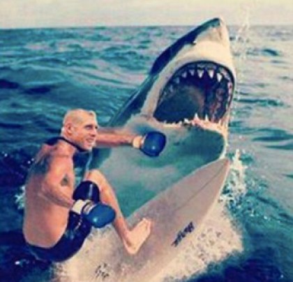 sharkmeme6