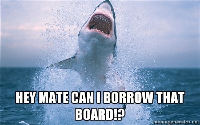 sharkmeme9