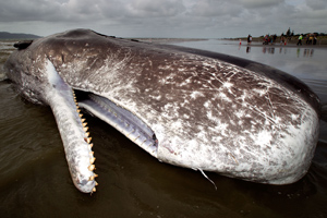 sperm-whale-getty