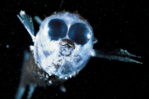 spookfish
