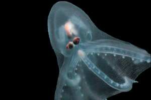 telescope-octopus
