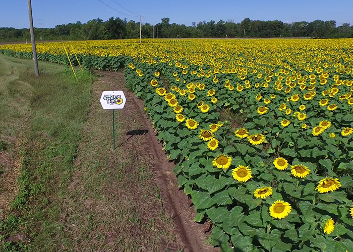 Sunflowers_2