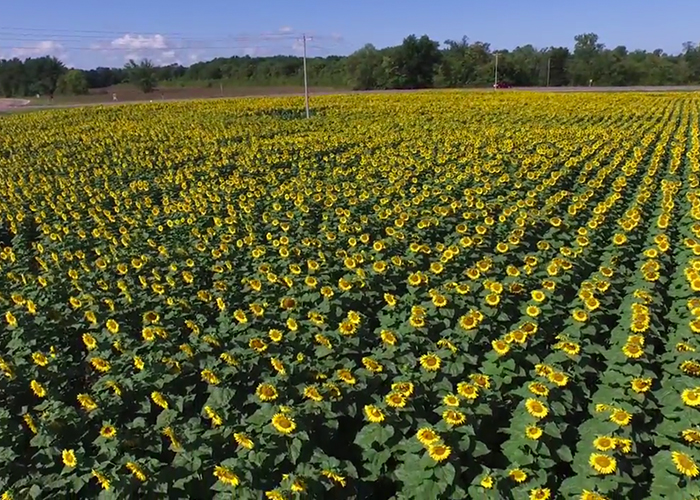 Sunflowers_3