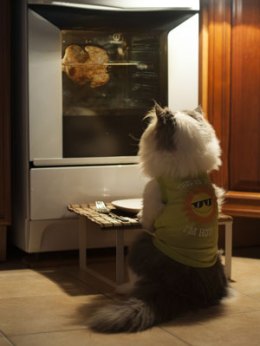 cat-cafe