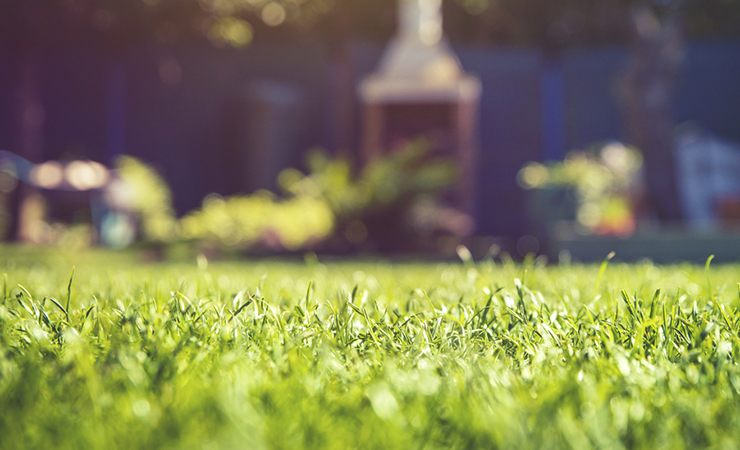 grass