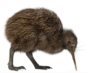 Photo: Shutterstock