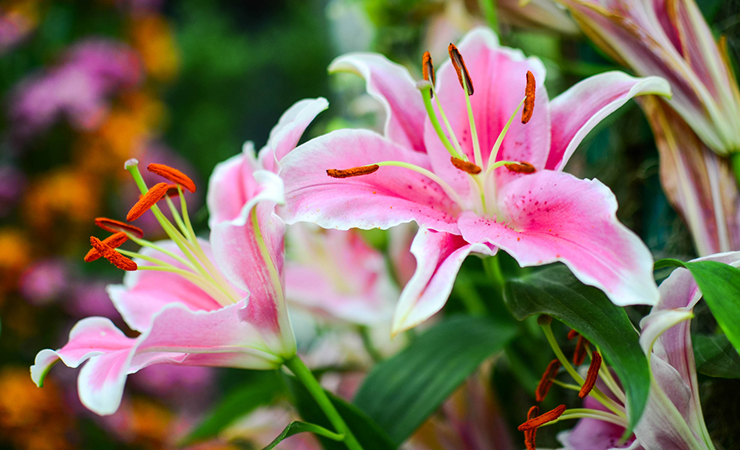 lillies