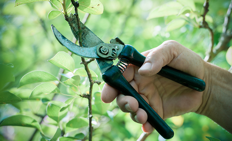 pruning