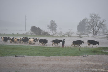 A farmer moves his cattle out of flood waters on Jamberoo Road down stream from Jerrara Dam west of Kiama. Photo: AAP