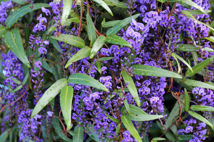 Hardenbergia