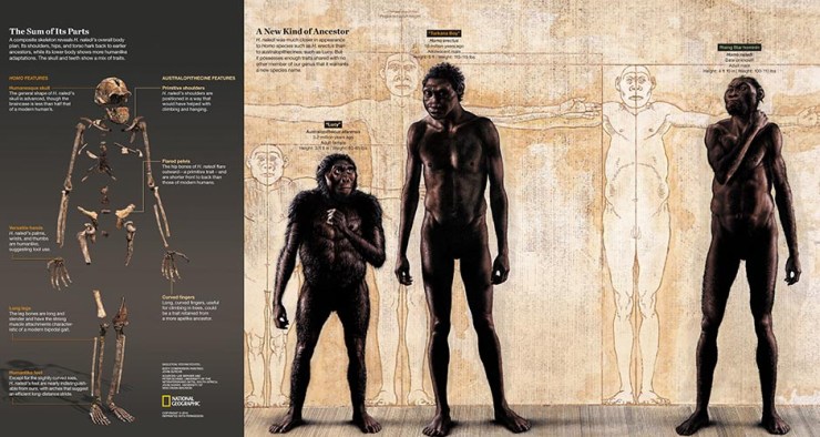 A composite skeleton of H. naledi’s overall body plan and an illustration of how it compares to Homo species such as H. erectus and australopithecines such as Lucy. The find was announced by the University of the Witwatersrand, the National Geographic Society and the South African National Research Foundation and published in the journal eLife. Skeleton: Stefan Fichtel/National Geographic Body Comparison Painting: John Gurche; Sources: Lee Berger and Peter Schmid, Wits; John Hawks, University of Wisconsin-Madison PERMITTED USE: These images may be downloaded or are otherwise provided at no charge for one-time use for media/news coverage or promotion of the National Geographic Society’s H. naledi announcement and exclusively in conjunction thereof. Copying, distribution, archiving, sublicensing sale, or resale of the images are prohibited. DEFAULT: Failure to comply with the prohibitions and requirements set forth above will obligate the individual or entity receiving these images to pay a fee determined by the National Geographic Society. Mandatory usage requirements for National Geographic magazine photos 1-10: Please note: A maximum of 5 images total may be used online A maximum of 5 images total may be used on air A maximum of 3 images total may be used in print  ONLINE:  1. Include mandatory photo credit with each image  2. Must show the October cover of National Geographic magazine somewhere in the piece if using two (2) or more images 3. Provide a prominent link to http://natgeo.org/naledi 4. Mention that the images are from "the October issue of National Geographic magazine” BROADCAST: 1. Include mandatory photo credit with each image  2. Show the October cover of National Geographic magazine at some point during the segment  3. Provide a verbal mention of "the October issue of National Geographic magazine”  PRINT:1. Include mandatory photo credit with each image2. Must show the October cover of National Geographic mag