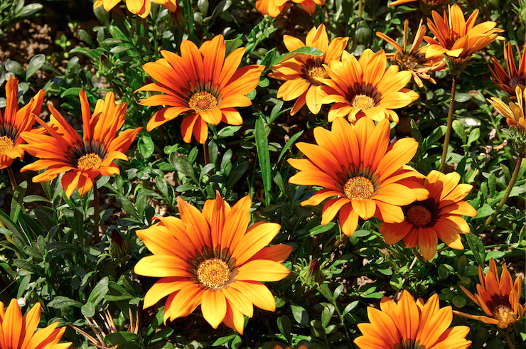 Gazanias Photo: Shutterstock