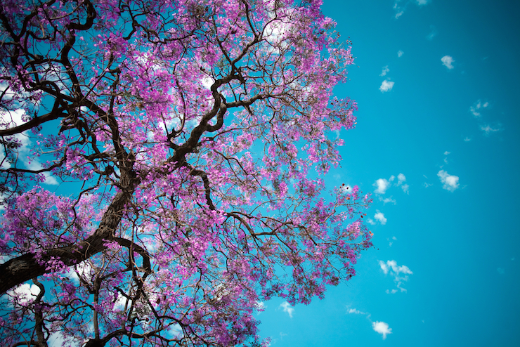 Jacarandas can provide some much-needed shade in warmer weather. Photo: Shutterstock