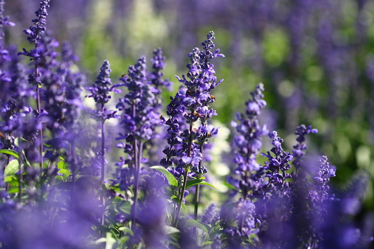 Give a little something back to the bees. Photo: Shutterstock
